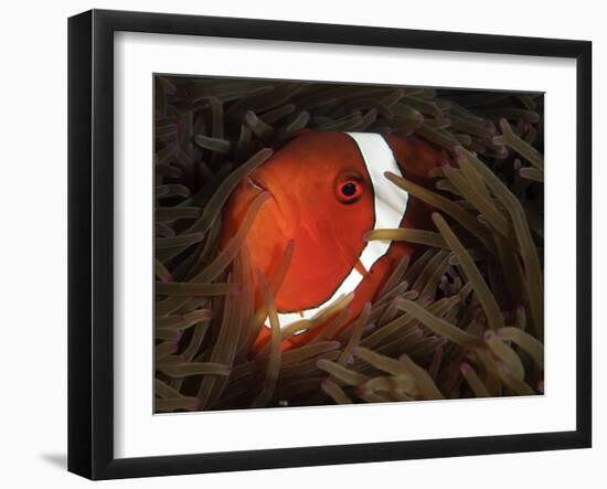 Spinecheek Anemonefish, Gorontalo, Indonesia-null-Framed Photographic Print
