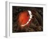 Spinecheek Anemonefish, Gorontalo, Indonesia-null-Framed Photographic Print