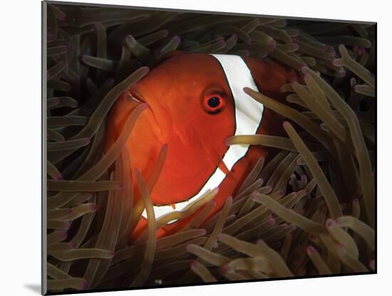 Spinecheek Anemonefish, Gorontalo, Indonesia-null-Mounted Photographic Print