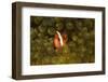 Spinecheek Anemonefish in Bulb-Tenacle Anemone-Hal Beral-Framed Photographic Print