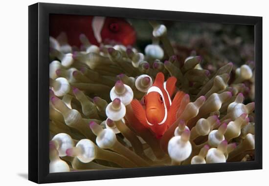 Spinecheek Anemonefish-null-Framed Poster