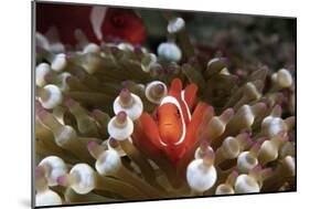 Spinecheek Anemonefish-null-Mounted Poster