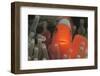 Spinecheek Anemonefish-Stuart Westmorland-Framed Photographic Print