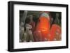 Spinecheek Anemonefish-Stuart Westmorland-Framed Photographic Print