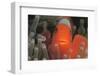 Spinecheek Anemonefish-Stuart Westmorland-Framed Photographic Print