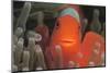 Spinecheek Anemonefish-Stuart Westmorland-Mounted Photographic Print