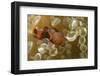 Spinecheek Anemoneifsh-Hal Beral-Framed Photographic Print