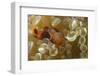 Spinecheek Anemoneifsh-Hal Beral-Framed Photographic Print