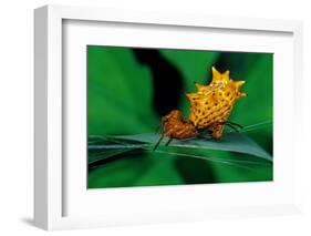 spined orbweaver spider on leaf, mexico-claudio contreras-Framed Photographic Print