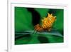 spined orbweaver spider on leaf, mexico-claudio contreras-Framed Photographic Print