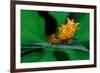 spined orbweaver spider on leaf, mexico-claudio contreras-Framed Photographic Print