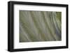 Spines of a Cardon Cactus-DLILLC-Framed Photographic Print