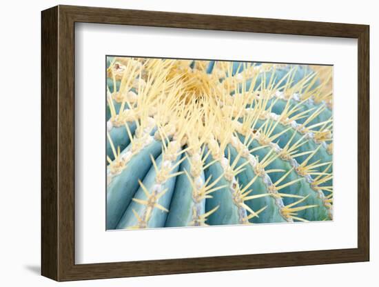 Spines of a Golden Barrel Cactus, Close-Up-Alexander Georgiadis-Framed Photographic Print