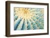 Spines of a Golden Barrel Cactus, Close-Up-Alexander Georgiadis-Framed Photographic Print