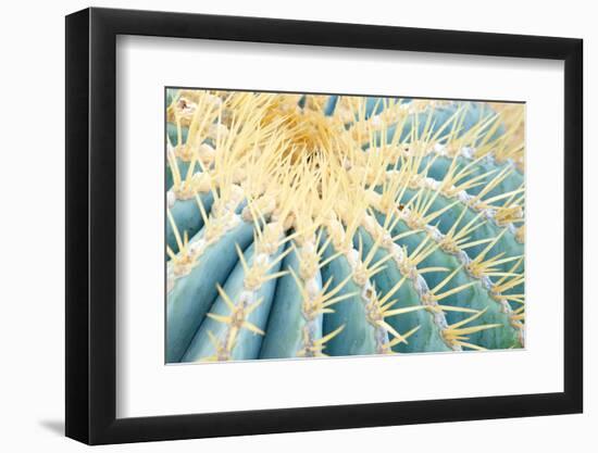 Spines of a Golden Barrel Cactus, Close-Up-Alexander Georgiadis-Framed Photographic Print