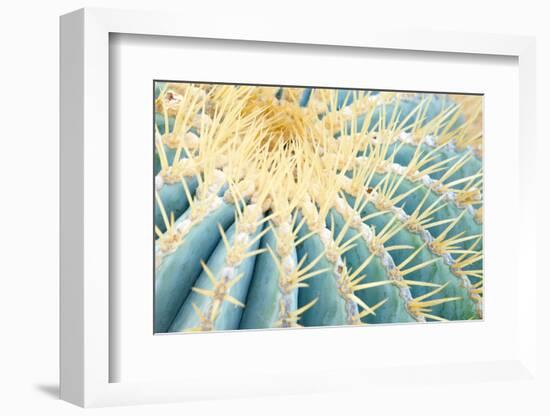 Spines of a Golden Barrel Cactus, Close-Up-Alexander Georgiadis-Framed Photographic Print