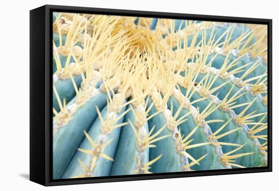 Spines of a Golden Barrel Cactus, Close-Up-Alexander Georgiadis-Framed Stretched Canvas