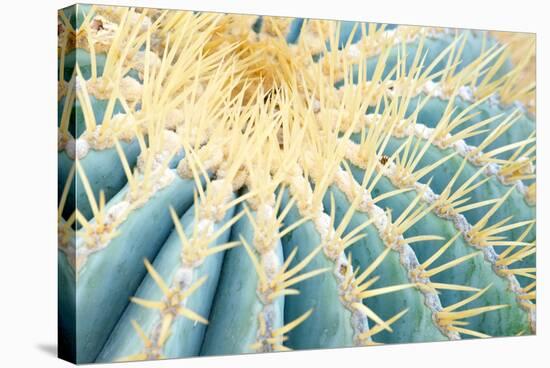 Spines of a Golden Barrel Cactus, Close-Up-Alexander Georgiadis-Stretched Canvas