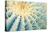 Spines of a Golden Barrel Cactus, Close-Up-Alexander Georgiadis-Stretched Canvas