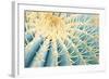 Spines of a Golden Barrel Cactus, Close-Up-Alexander Georgiadis-Framed Photographic Print