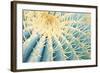 Spines of a Golden Barrel Cactus, Close-Up-Alexander Georgiadis-Framed Photographic Print