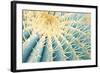 Spines of a Golden Barrel Cactus, Close-Up-Alexander Georgiadis-Framed Photographic Print