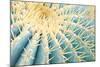 Spines of a Golden Barrel Cactus, Close-Up-Alexander Georgiadis-Mounted Photographic Print