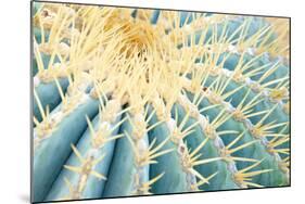 Spines of a Golden Barrel Cactus, Close-Up-Alexander Georgiadis-Mounted Photographic Print
