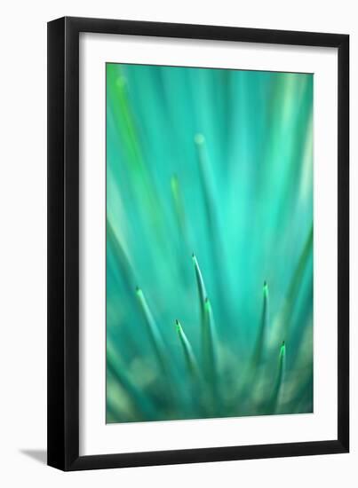 Spines on Agave Cactus, Las Vegas, Nevada, USA-Adam Jones-Framed Photographic Print