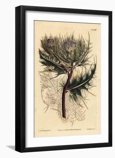 Spiniest Thistle, Cirsium Spinosissimum (Feathery Headed Cnicus, Cnicus Spinosissimus)-Sydenham Teast Edwards-Framed Giclee Print