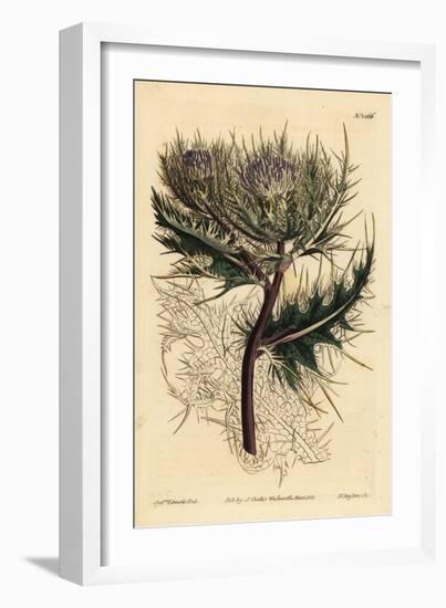 Spiniest Thistle, Cirsium Spinosissimum (Feathery Headed Cnicus, Cnicus Spinosissimus)-Sydenham Teast Edwards-Framed Giclee Print