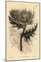 Spiniest Thistle, Cirsium Spinosissimum (Feathery Headed Cnicus, Cnicus Spinosissimus)-Sydenham Teast Edwards-Mounted Giclee Print