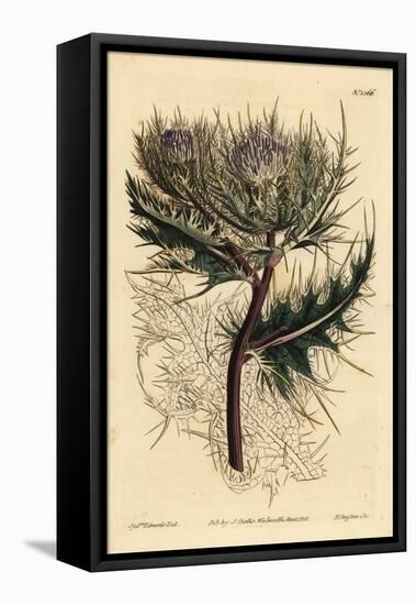 Spiniest Thistle, Cirsium Spinosissimum (Feathery Headed Cnicus, Cnicus Spinosissimus)-Sydenham Teast Edwards-Framed Stretched Canvas