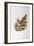 Spinifex Pigeon (Lophophaps or Geophaps Plumifera Leucogaster)-John Gould-Framed Giclee Print