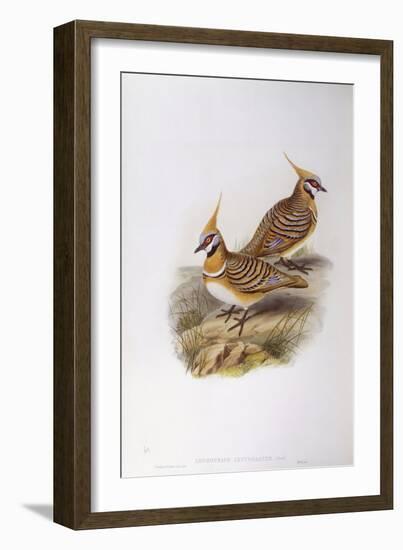 Spinifex Pigeon (Lophophaps or Geophaps Plumifera Leucogaster)-John Gould-Framed Giclee Print