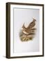 Spinifex Pigeon (Lophophaps or Geophaps Plumifera Leucogaster)-John Gould-Framed Giclee Print