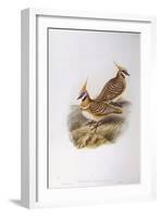 Spinifex Pigeon (Lophophaps or Geophaps Plumifera Leucogaster)-John Gould-Framed Giclee Print