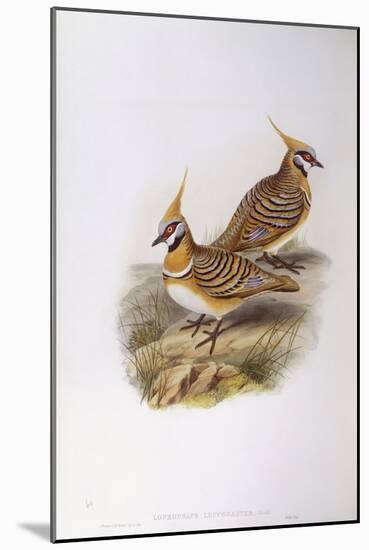 Spinifex Pigeon (Lophophaps or Geophaps Plumifera Leucogaster)-John Gould-Mounted Giclee Print