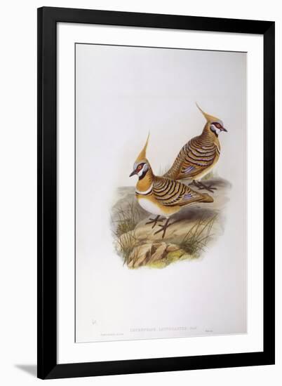 Spinifex Pigeon (Lophophaps or Geophaps Plumifera Leucogaster)-John Gould-Framed Giclee Print