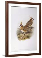 Spinifex Pigeon (Lophophaps or Geophaps Plumifera Leucogaster)-John Gould-Framed Giclee Print