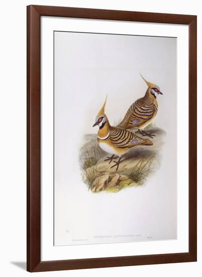 Spinifex Pigeon (Lophophaps or Geophaps Plumifera Leucogaster)-John Gould-Framed Giclee Print