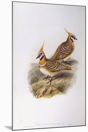 Spinifex Pigeon (Lophophaps or Geophaps Plumifera Leucogaster)-John Gould-Mounted Giclee Print