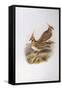 Spinifex Pigeon (Lophophaps or Geophaps Plumifera Leucogaster)-John Gould-Framed Stretched Canvas
