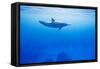 Spinner Dolphin Underwater on Hawaii's Kona Coast-Paul Souders-Framed Stretched Canvas