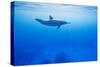 Spinner Dolphin Underwater on Hawaii's Kona Coast-Paul Souders-Stretched Canvas