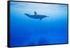 Spinner Dolphin Underwater on Hawaii's Kona Coast-Paul Souders-Framed Stretched Canvas