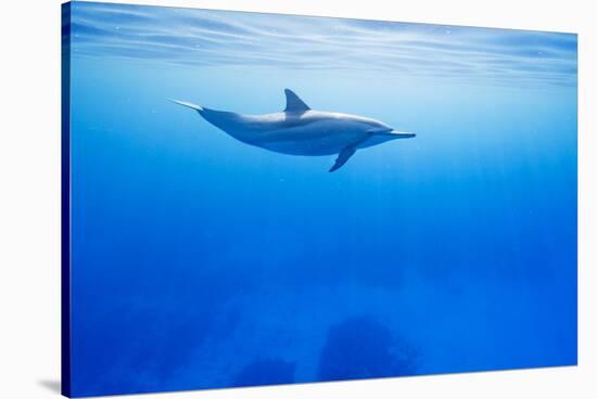 Spinner Dolphin Underwater on Hawaii's Kona Coast-Paul Souders-Stretched Canvas