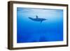 Spinner Dolphin Underwater on Hawaii's Kona Coast-Paul Souders-Framed Photographic Print