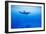 Spinner Dolphin Underwater on Hawaii's Kona Coast-Paul Souders-Framed Photographic Print