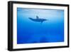 Spinner Dolphin Underwater on Hawaii's Kona Coast-Paul Souders-Framed Photographic Print